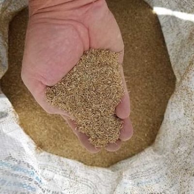 hand full of grass seed